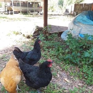 Meet your Posher, Jan